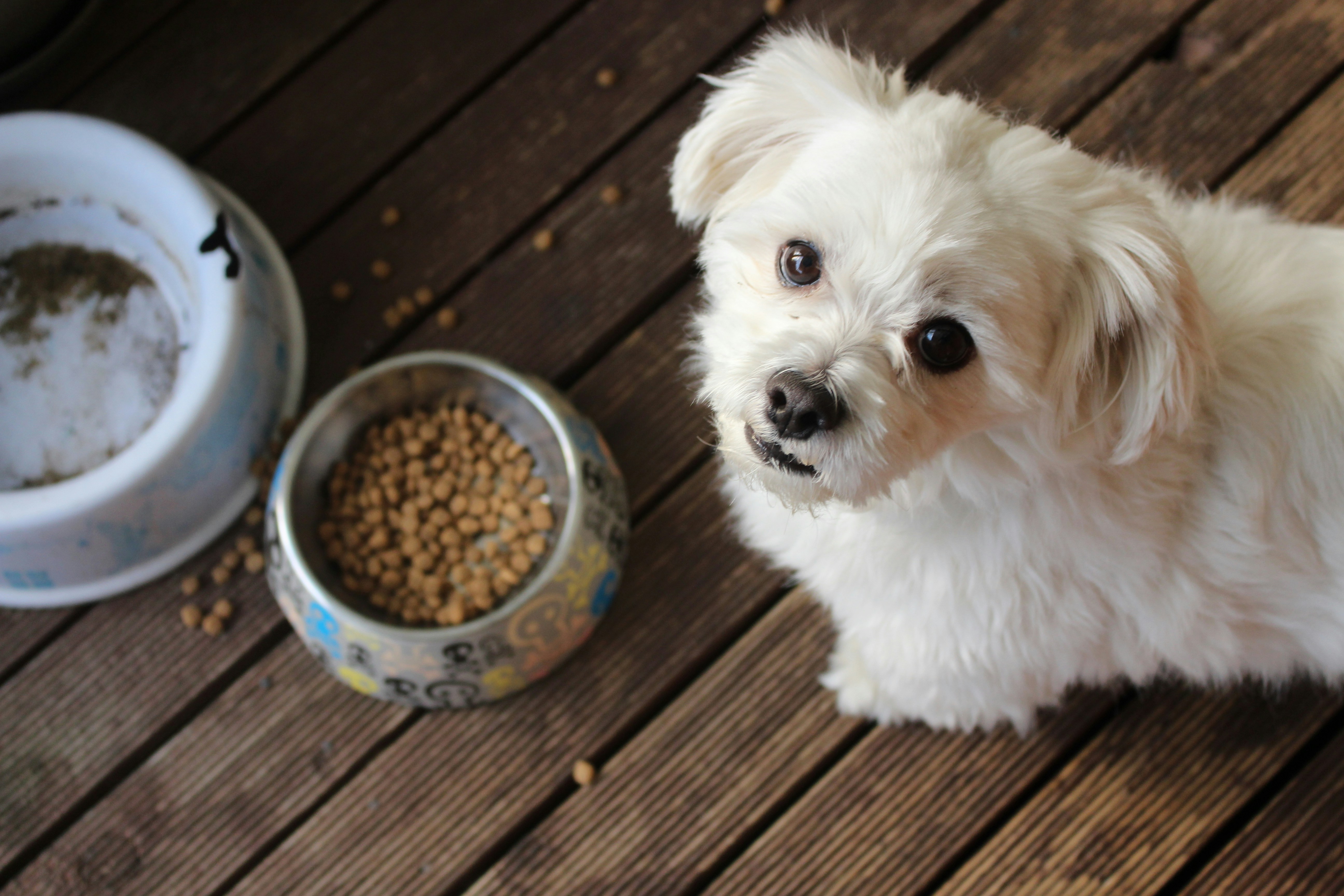 Dog Mood Treats:- 5 Natural Treats to Improve Your Dog’s Energy Level